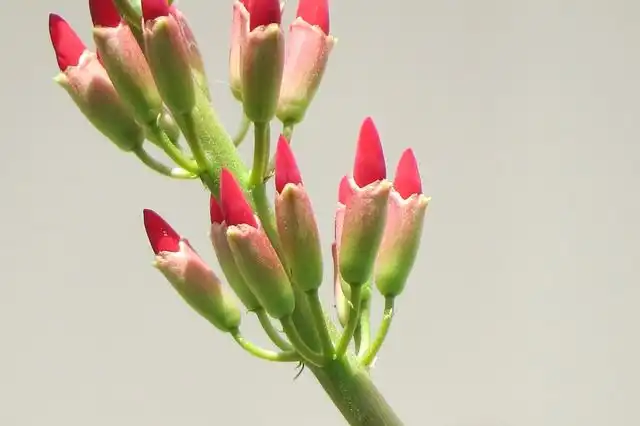 Image of Firecracker